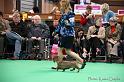 Crufts2011_2 1319